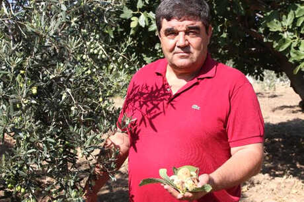Zeytin Sineğine Karşı İncir Ağacı Önerisi