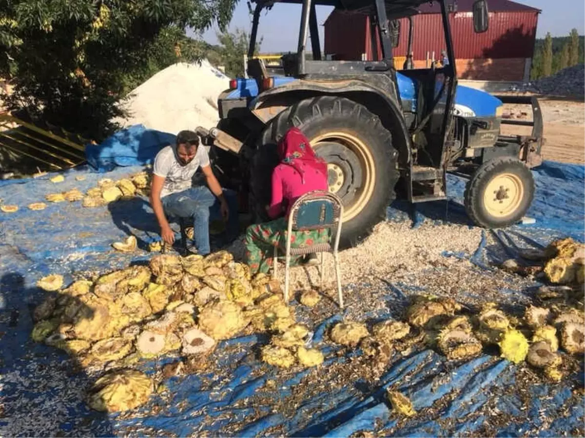 Ayçiçeği Hasadında Son Nokta