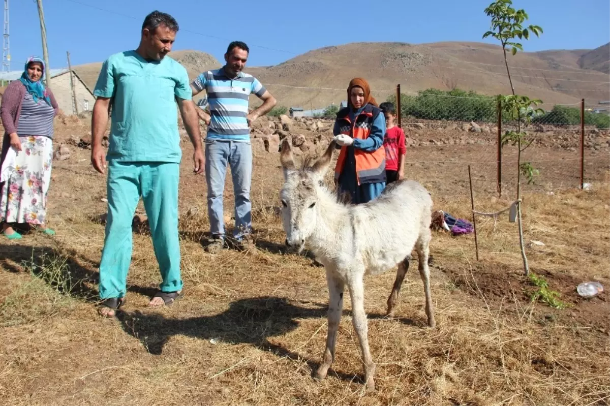 İçler Acısı Halde Bulunan Sıpa, Tedavi Altına Alındı