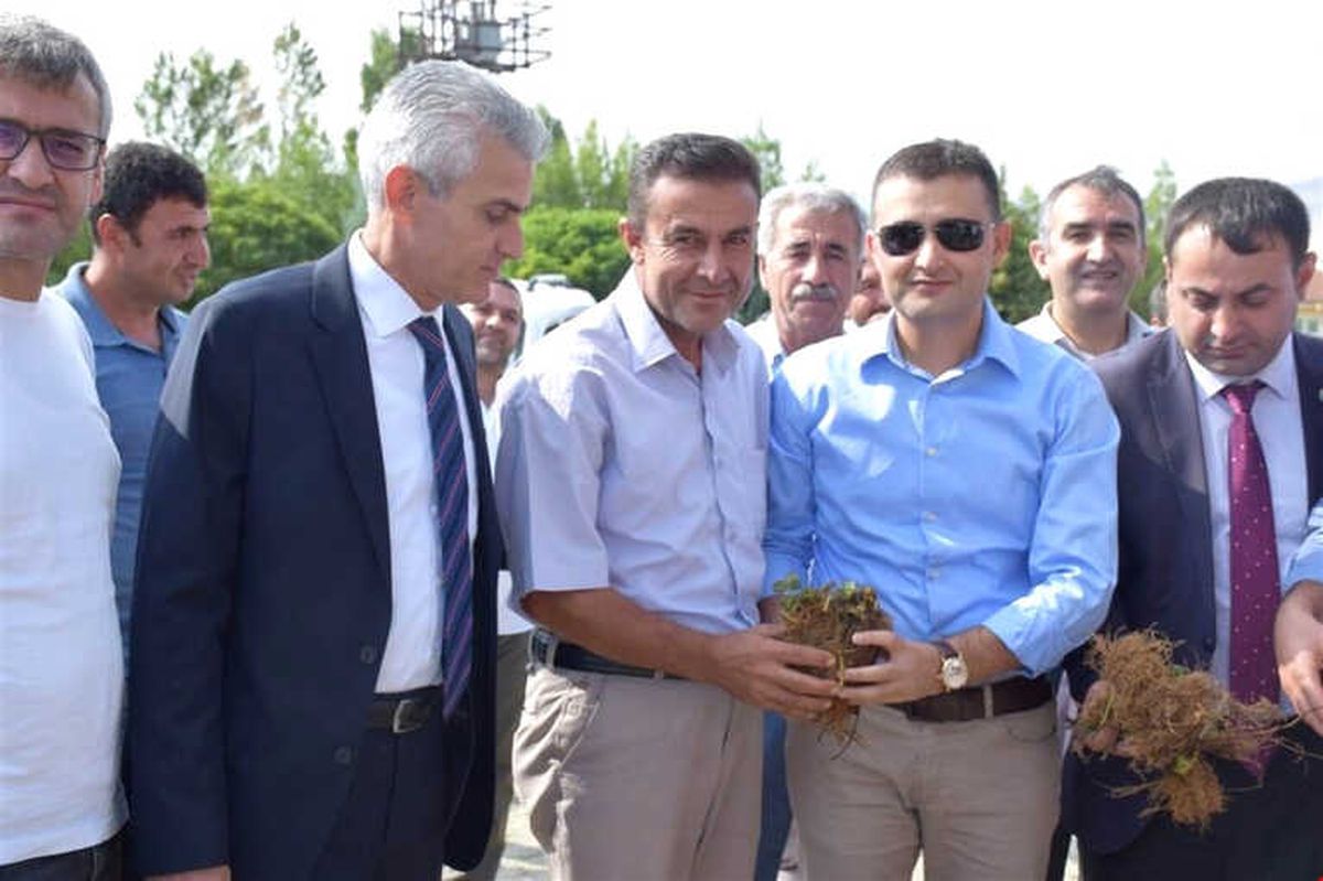 Kozluk\'ta 45 Çiftçiye Çilek Fidesi Dağıtıldı