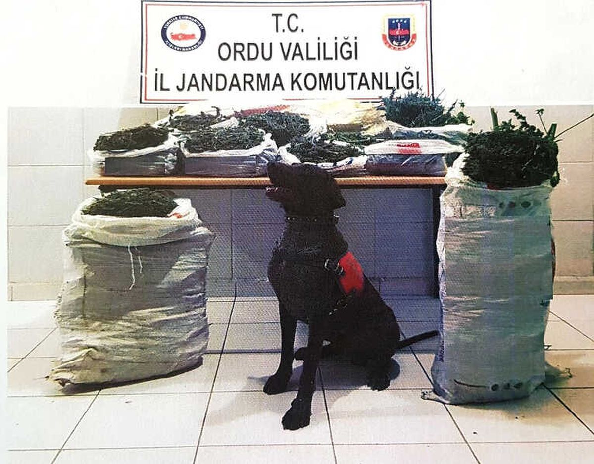 Ordu\'da 26 Kilo Kubar Esrar Ele Geçti