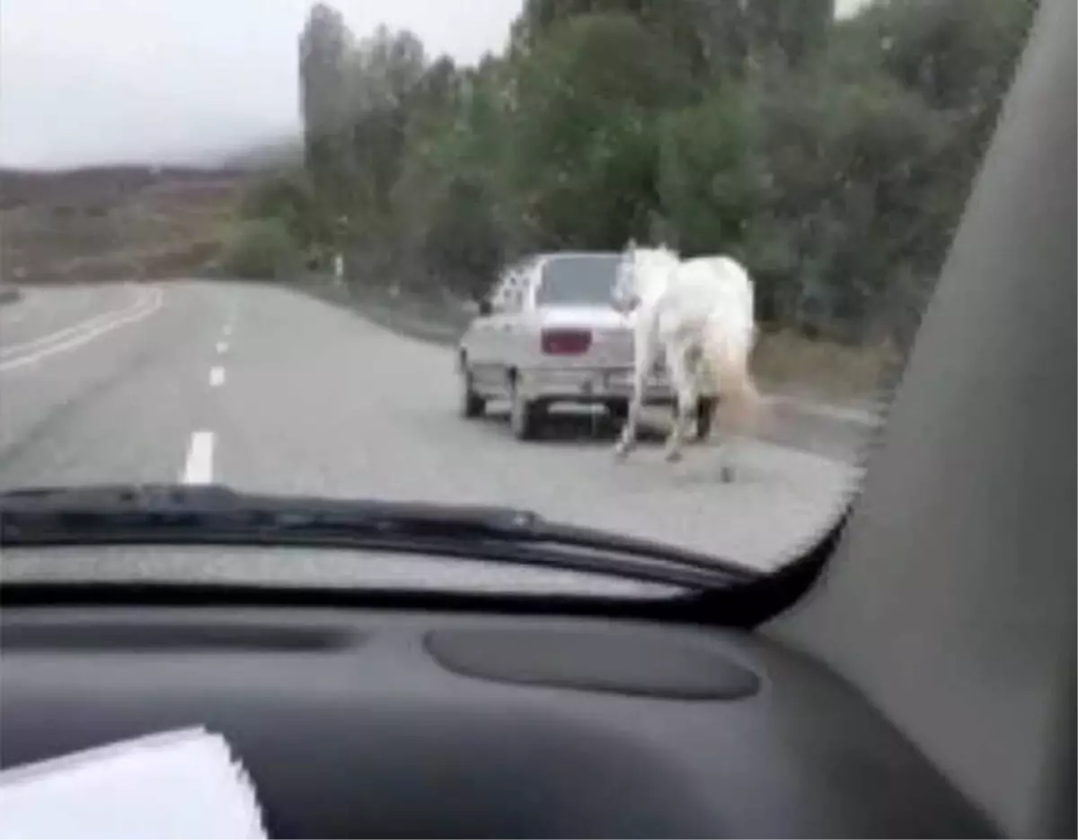 Vicdansızlık: Atı Otomobilin Arkasına Bağladı