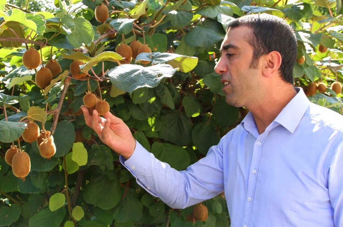Bingöl\'de Kimsenin İnanmadığı Kiviyi O Yetiştirdi