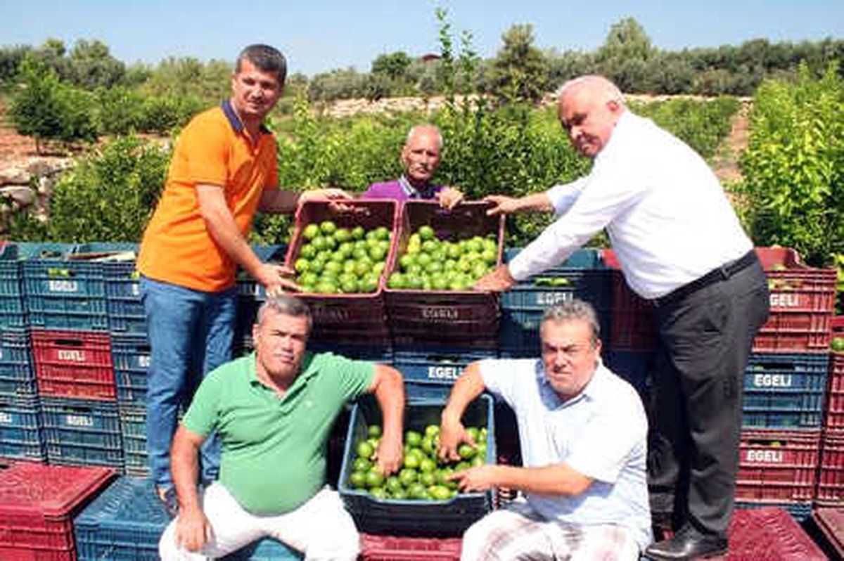 Erdemli\'de Limon Hasadı Başladı