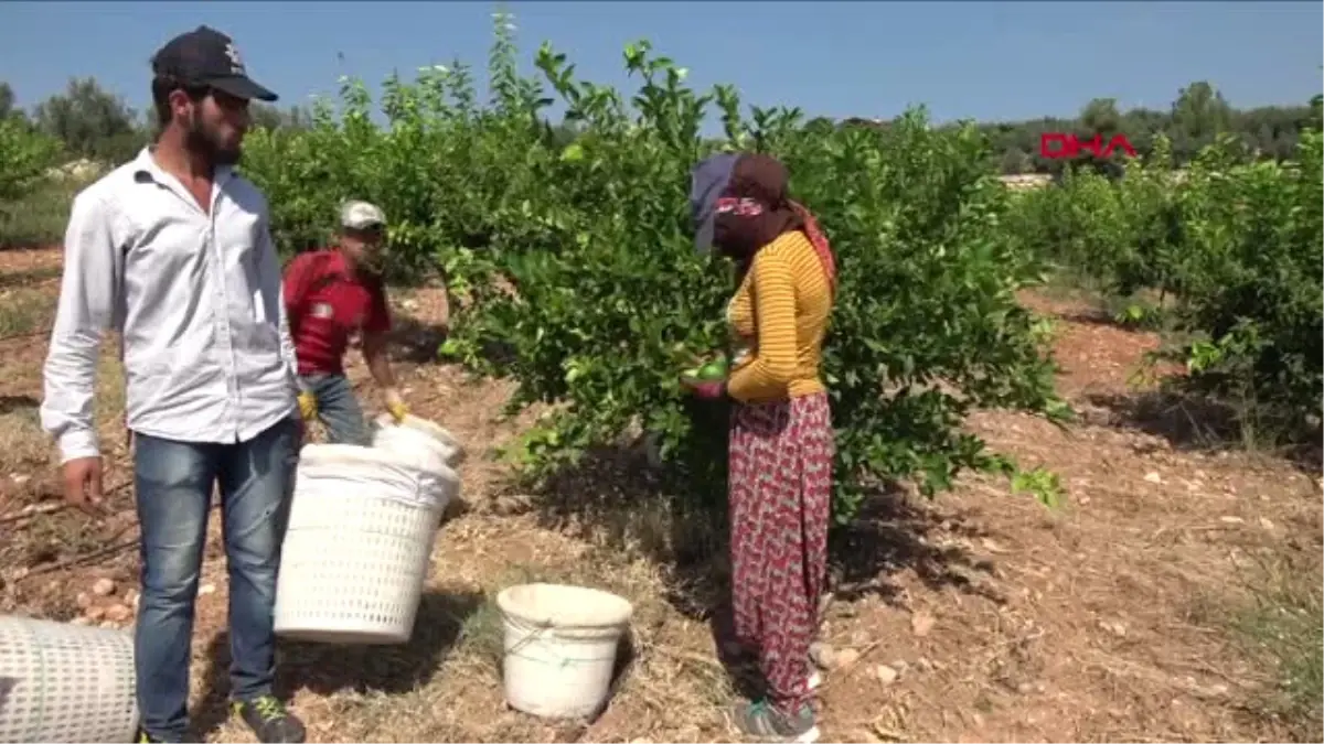 Mersin Erdemli\'de Limon Hasadı Başladı