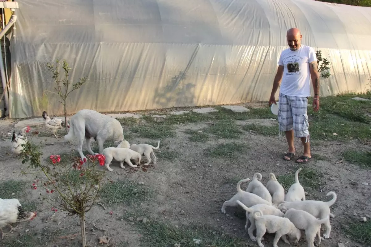 İnsanlardan Sıkıldı Hobi Çiftliği Kurdu