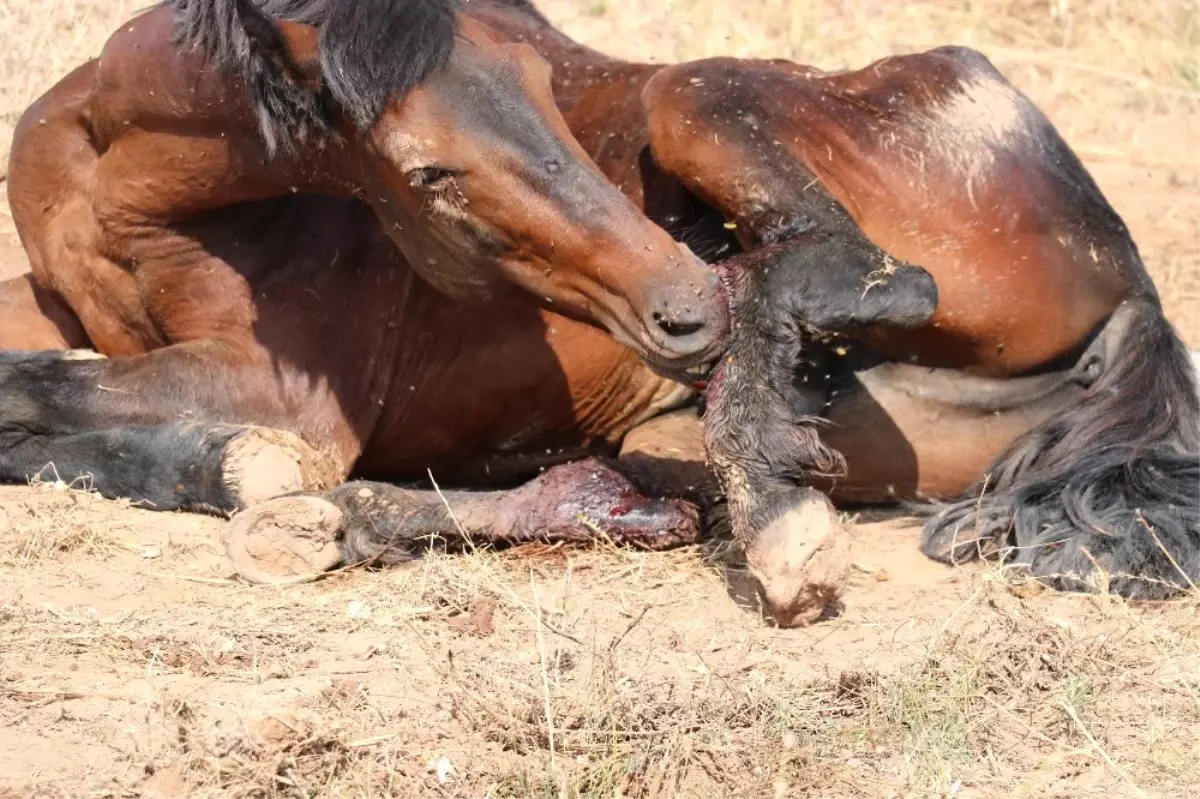 Ayağı Kırık Ata Çocuklar Sahip Çıktı