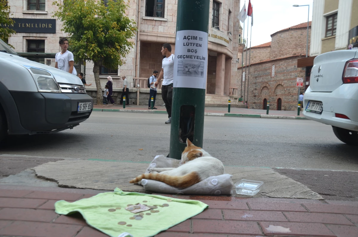 Bursa\'da Mama ve Veteriner Masraflarını Çıkartması İçin Dilendirilen Kedi Fenomen Oldu