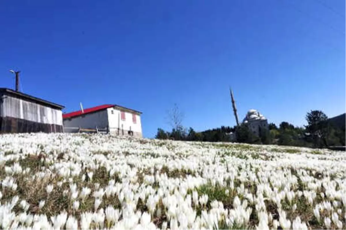 Doğu Karadeniz \'Vargit\' Çiçekleri ile Rengarenk Oldu