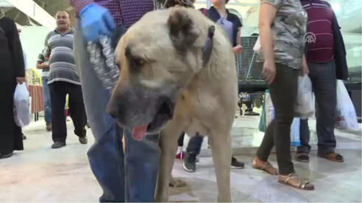 Kangal Türü Köpekler ile Minik Bıçaklar