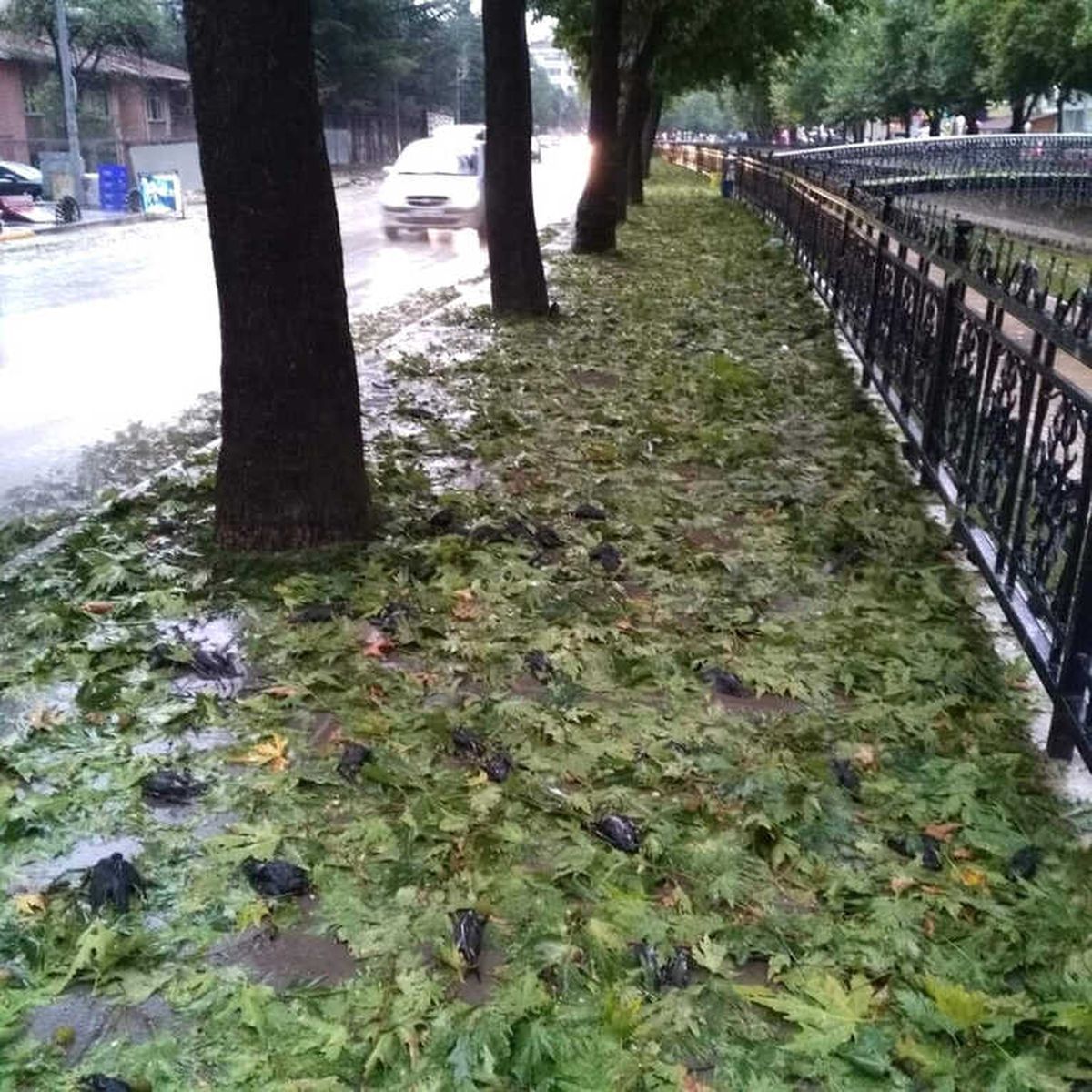 Kastamonu\'da Dolu Yağışı Kuşları da Telef Etti