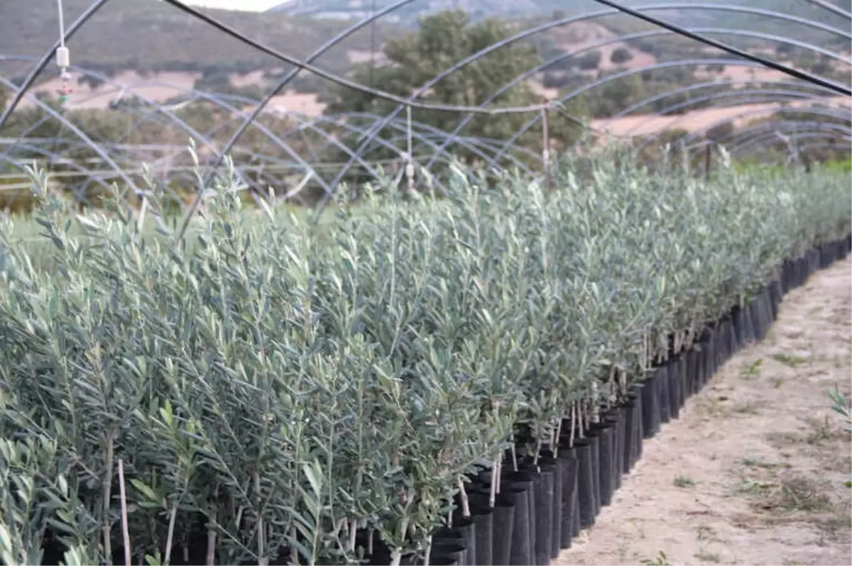 Manisa\'da Arbequina Çeşidi Zeytin Fidanına İlgi Artıyor