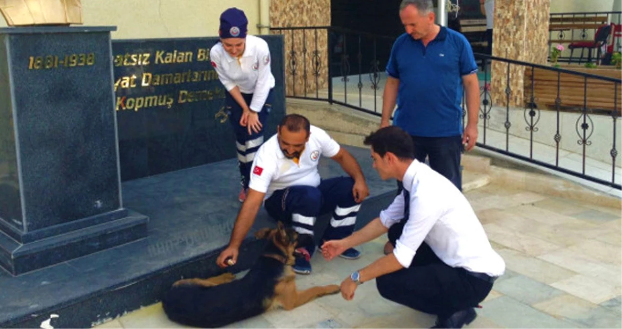 112 Acil Yardım İstasyonuna Sığınan Yaralı Köpek, Ekiplere Kendini Fark Ettirmeyi Başardı, O Anlar Kamerada