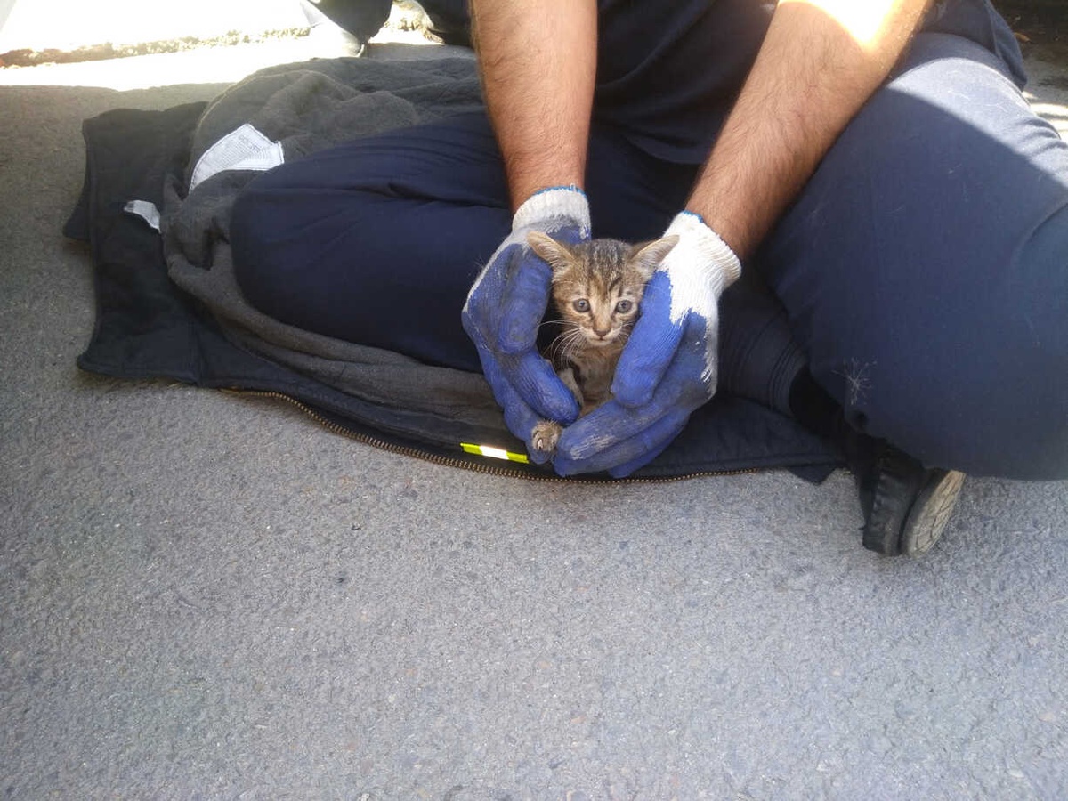 İtfaiye Aracın Motoruna Sıkışan Yavru Kediyi Kurtardı