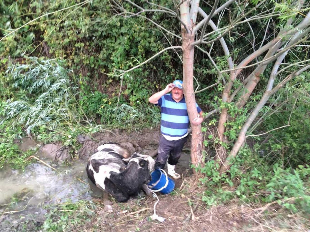 Çamura Saplanan İneği İtfaiye Kurtardı
