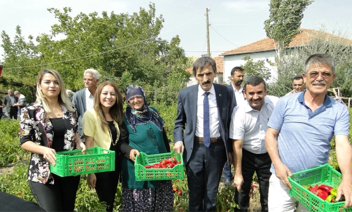 Kapya Biber Hasadı Tarla Günü