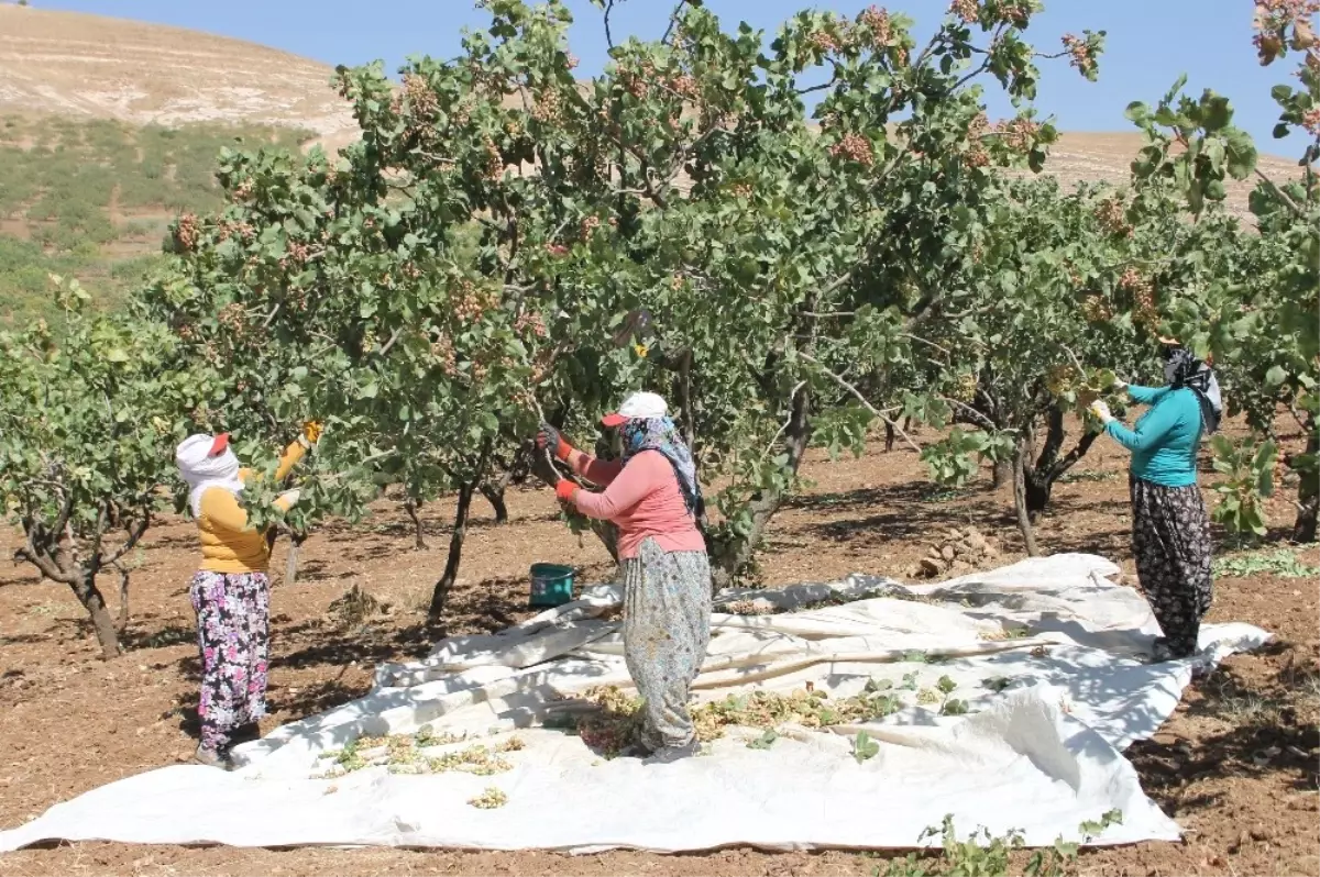 Siirt\'te Fıstık Hasadı Sürüyor