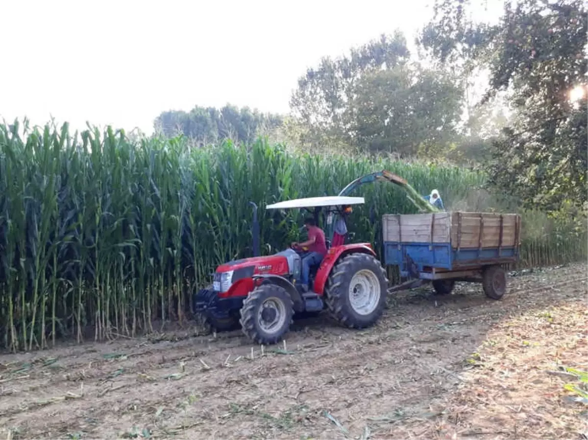 Simav Ovası\'nda Silajlık Mısır Bereketi