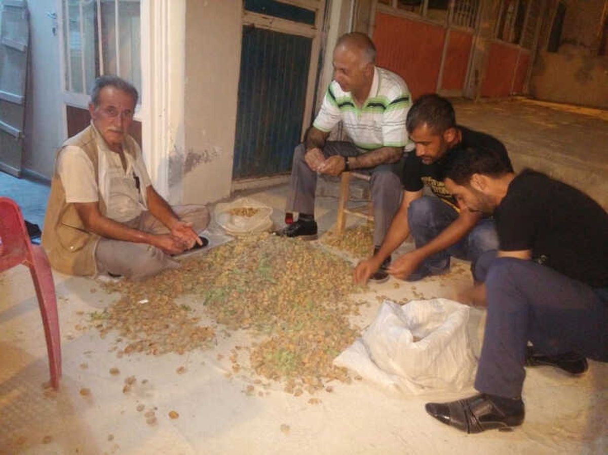 Gercüş\'te Badem Hasadı