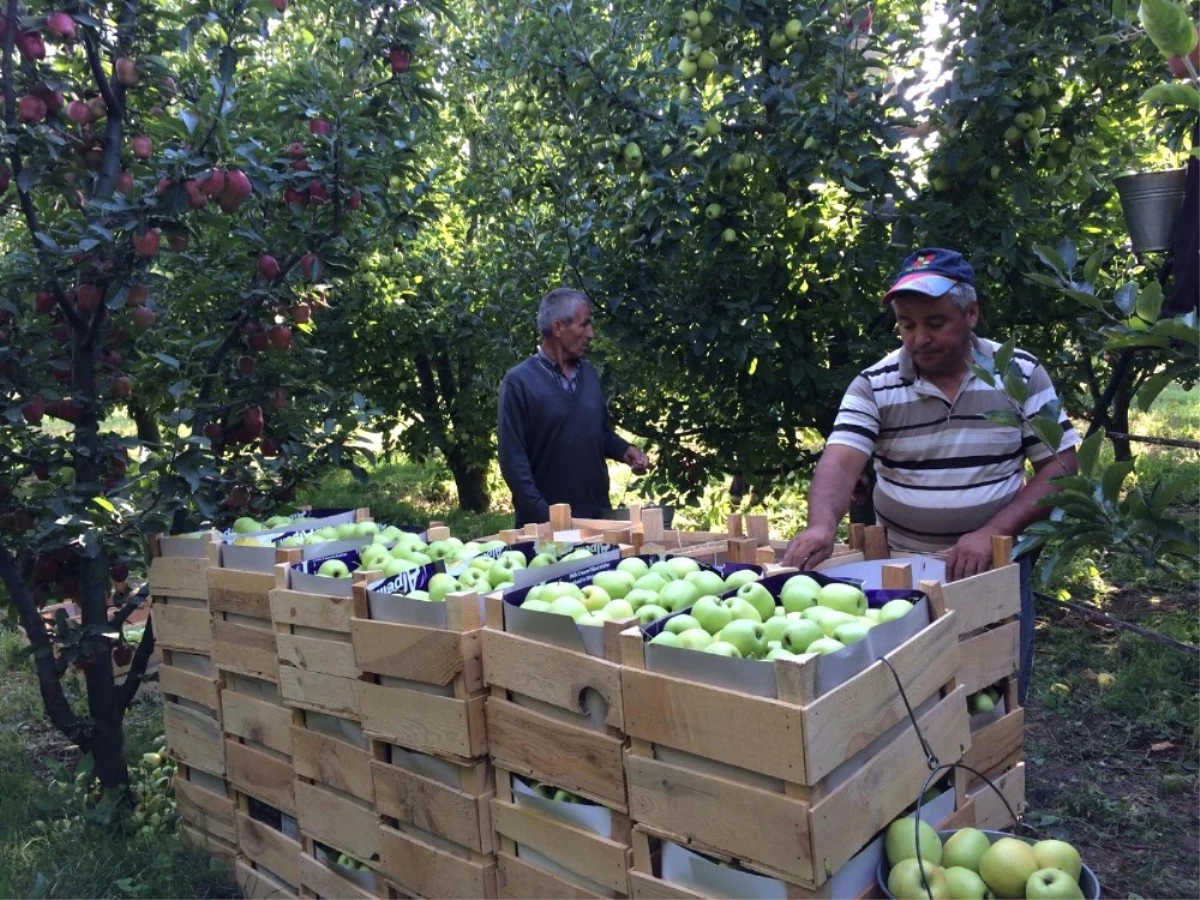 Elmanın Başkenti\' Eğirdir\'de 300 Bin Ton Üzeri Rekolte Beklentisi