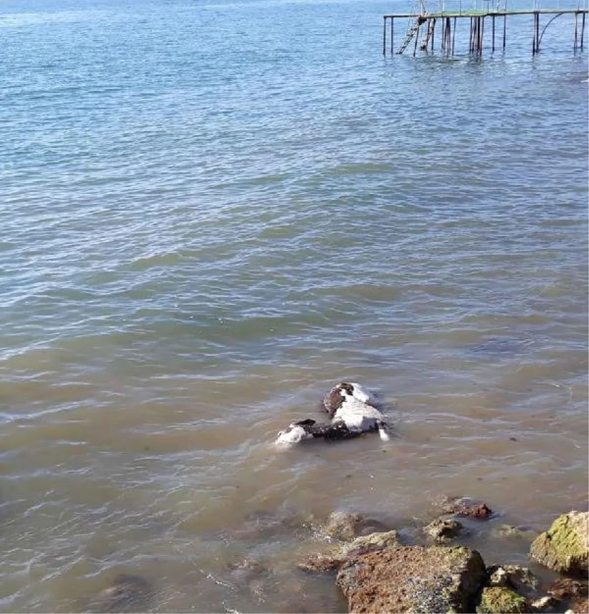 Şarköy\'de Deniz Kenarında Hayvan Ölüsü Bulundu