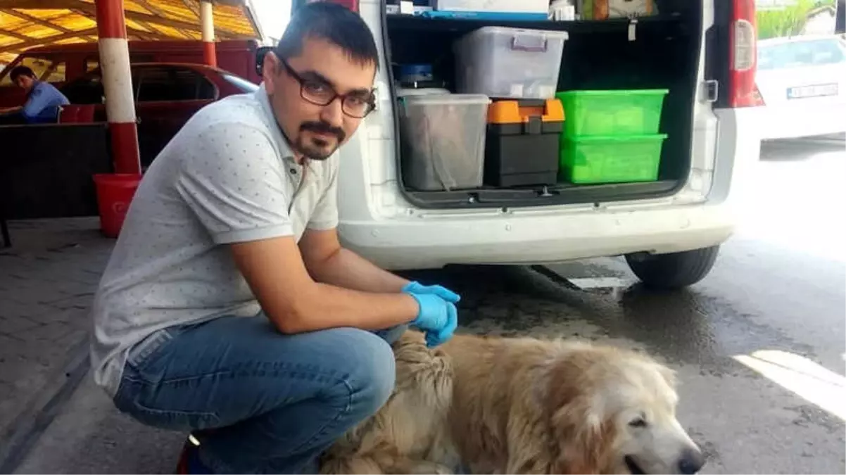 Yaralı Köpeğe Esnaf Sahip Çıktı