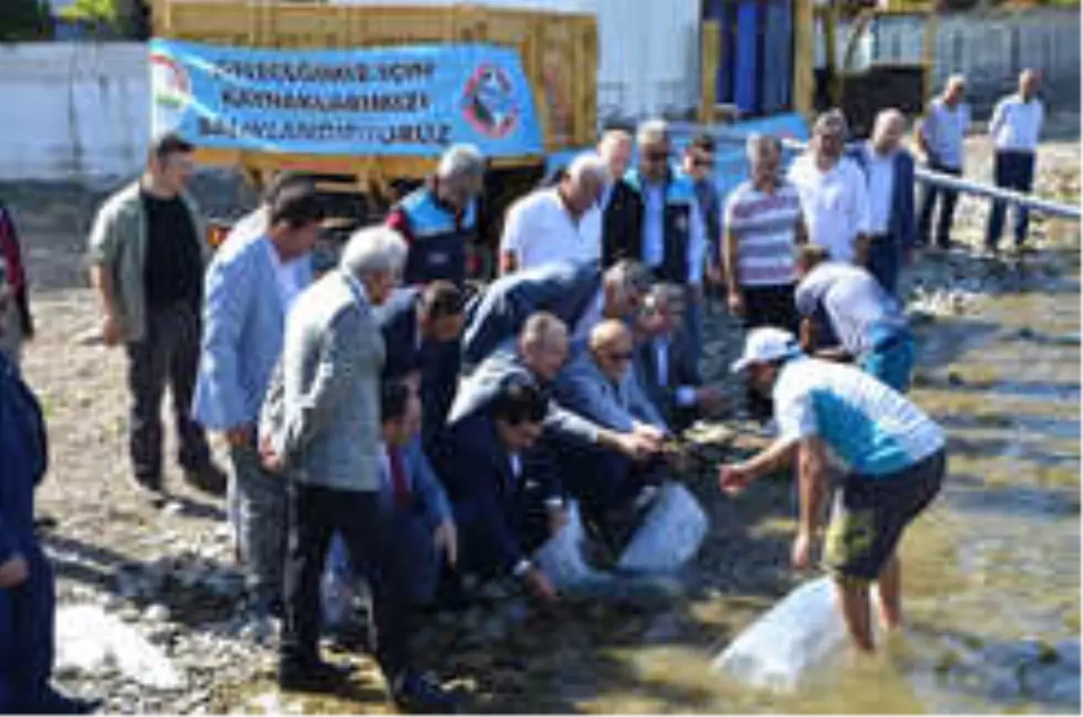 500 Bin Yavru Sazan İznik Gölü İle Buluştu