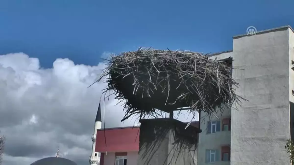 Bina Yıkılmadan Önce Çatısındaki Leylek Yuvası Taşındı