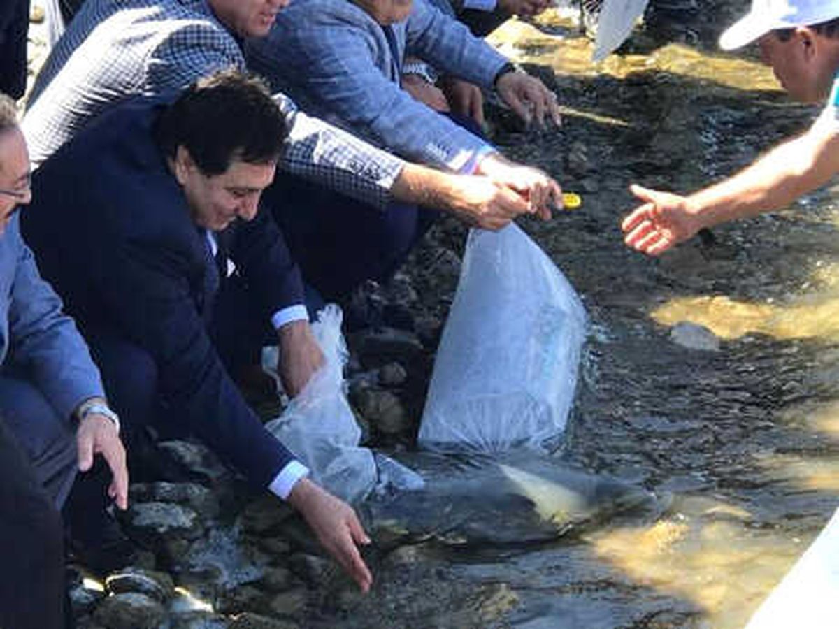 İznik Gölü\'ne 500 Bin Yavru Sazan Bırakıldı