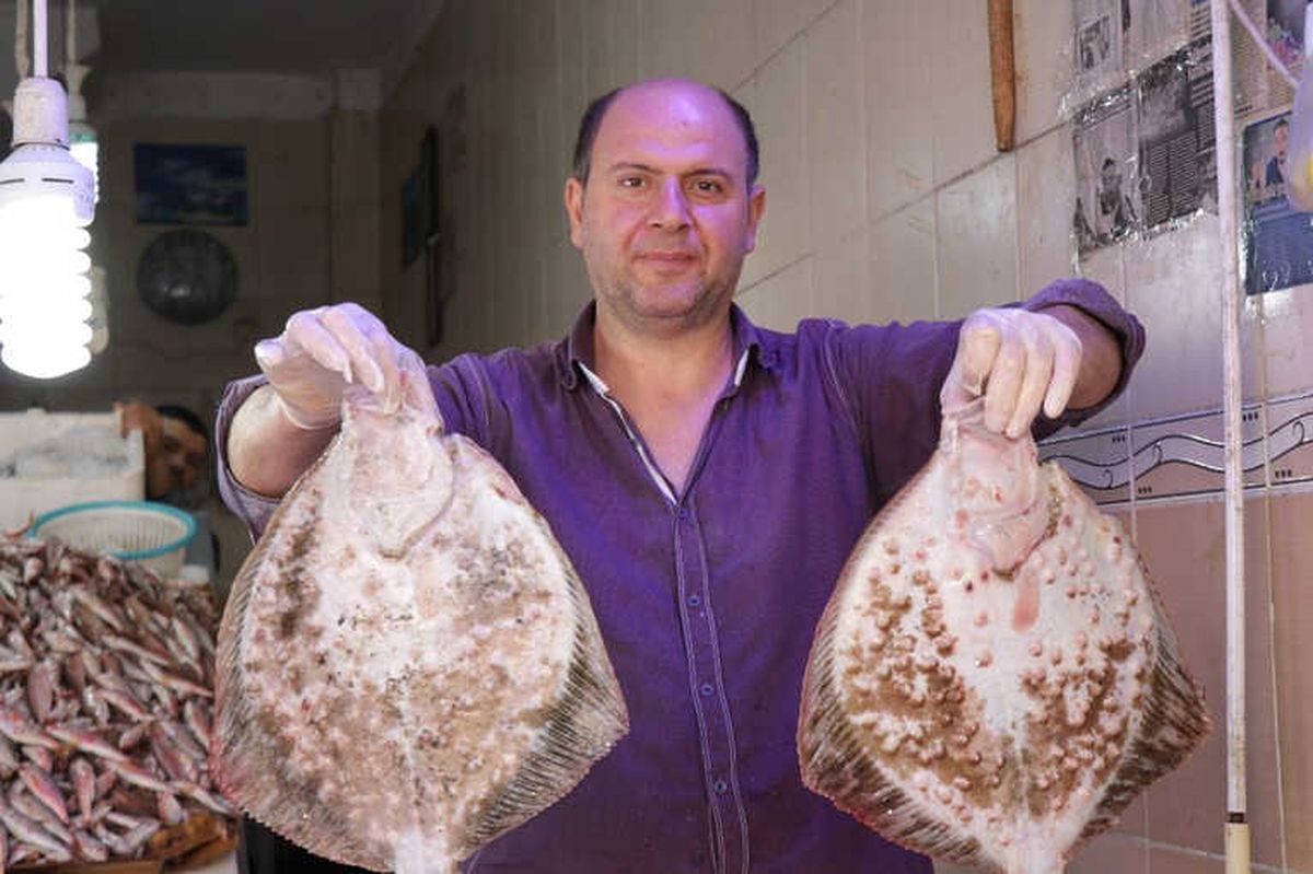 Karadeniz\'de "Palamut" ve "Kalkan Balığı" Bereketi