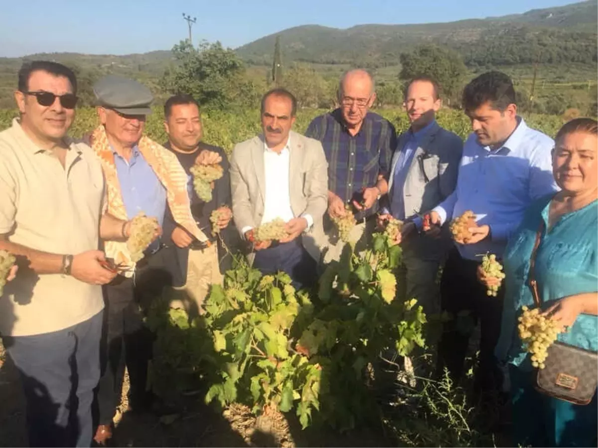 Selçuk\'ta Üzüm Festivali Coşkusu