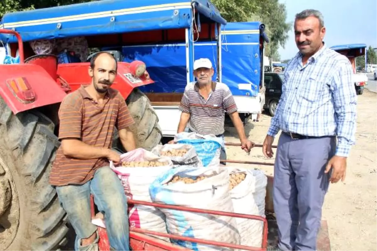 Üretici, Cevizini Kendi Pazarında Satıyor