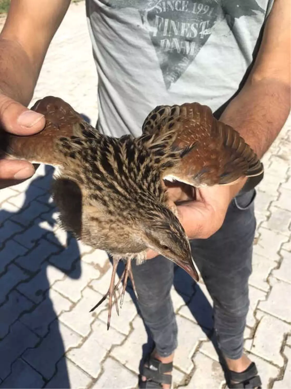 Yaralı Bıldırcın Tedavi Altına Alındı