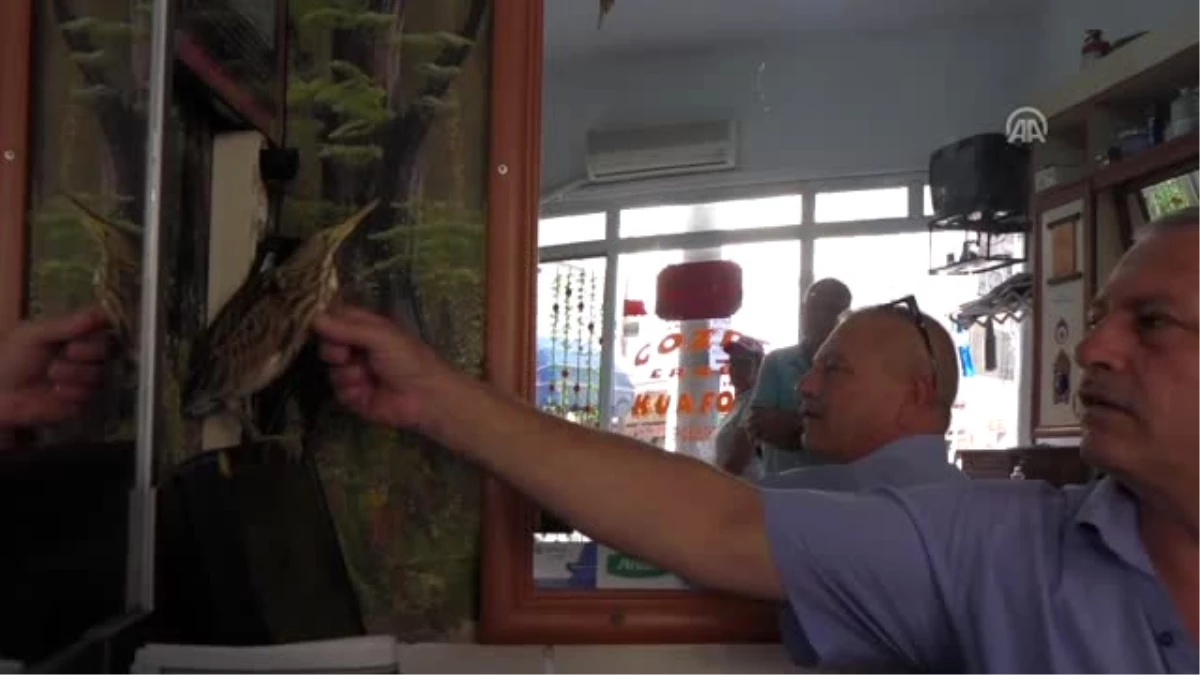 Bulduğu Balıkçıla Berber Dükkanında Bakıyor - Çanakkale