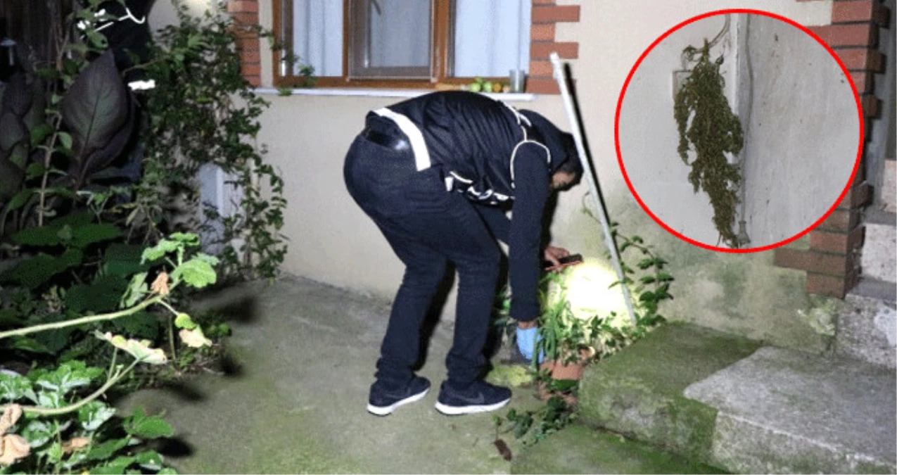 İstanbul\'da Uyuşturucu Operasyonunda Polis, Evin Duvarına Asılmış Esrar Buldu