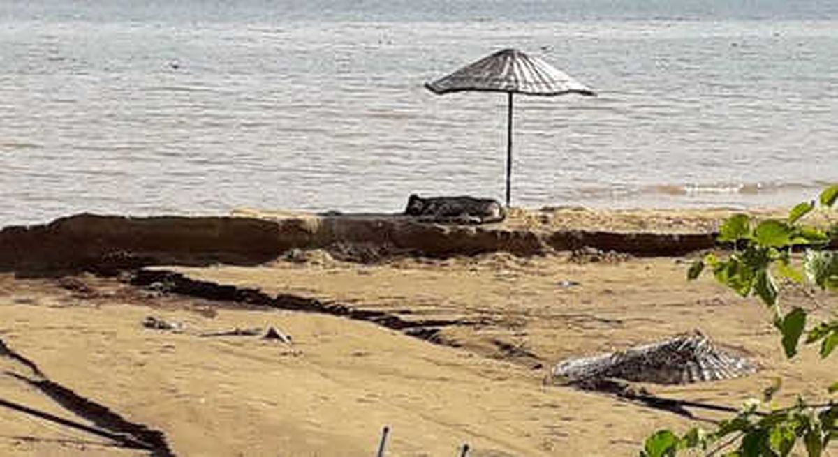 Köpek, Plaj Şemsiyesi Altında Uyudu