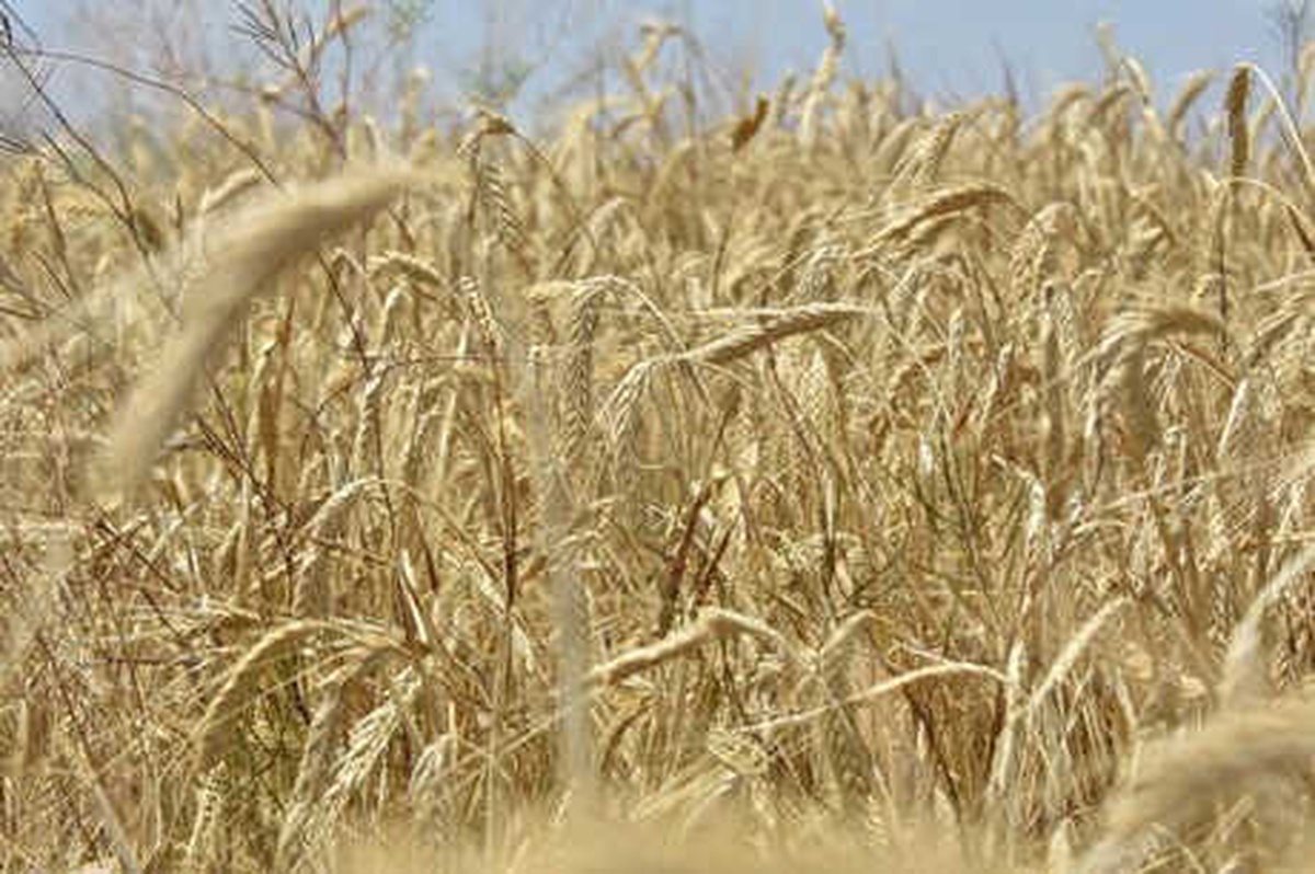 Silo Undaki Kayıpları Yüzde 10 Azaltıyor