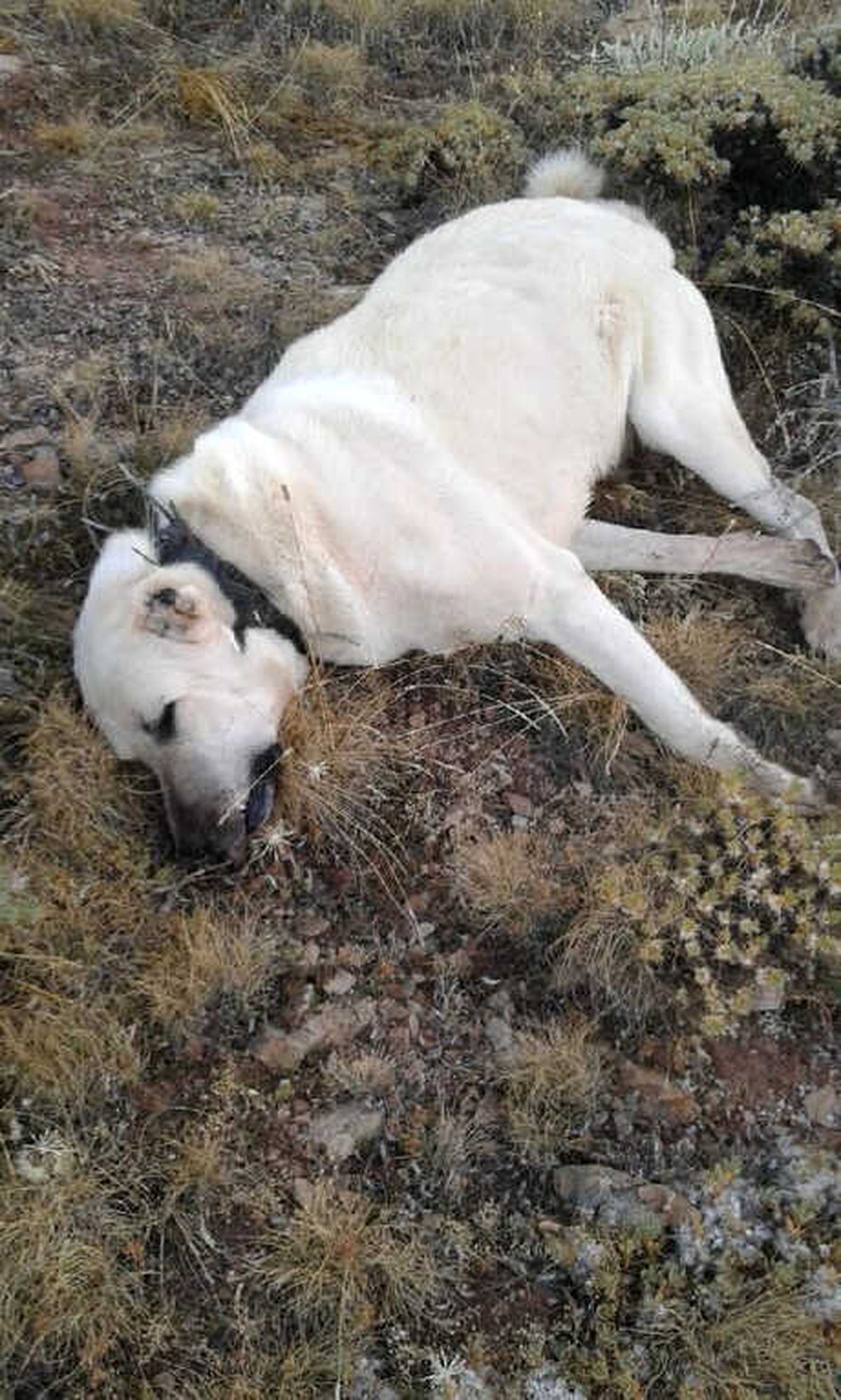 Zehirli Et Verilen 6 Çoban Köpeği Öldü