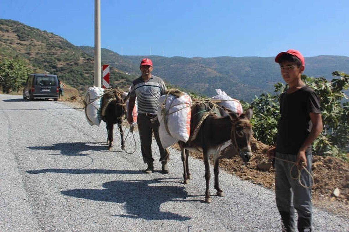 Aydınlı Üreticiler At ve Eşeklerden Vazgeçemiyor