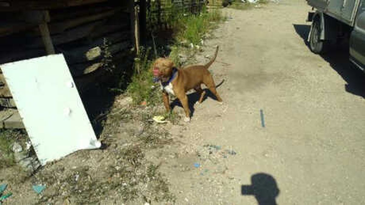 Başıboş Dolaşan Tasmalı Pitbull Korkuttu