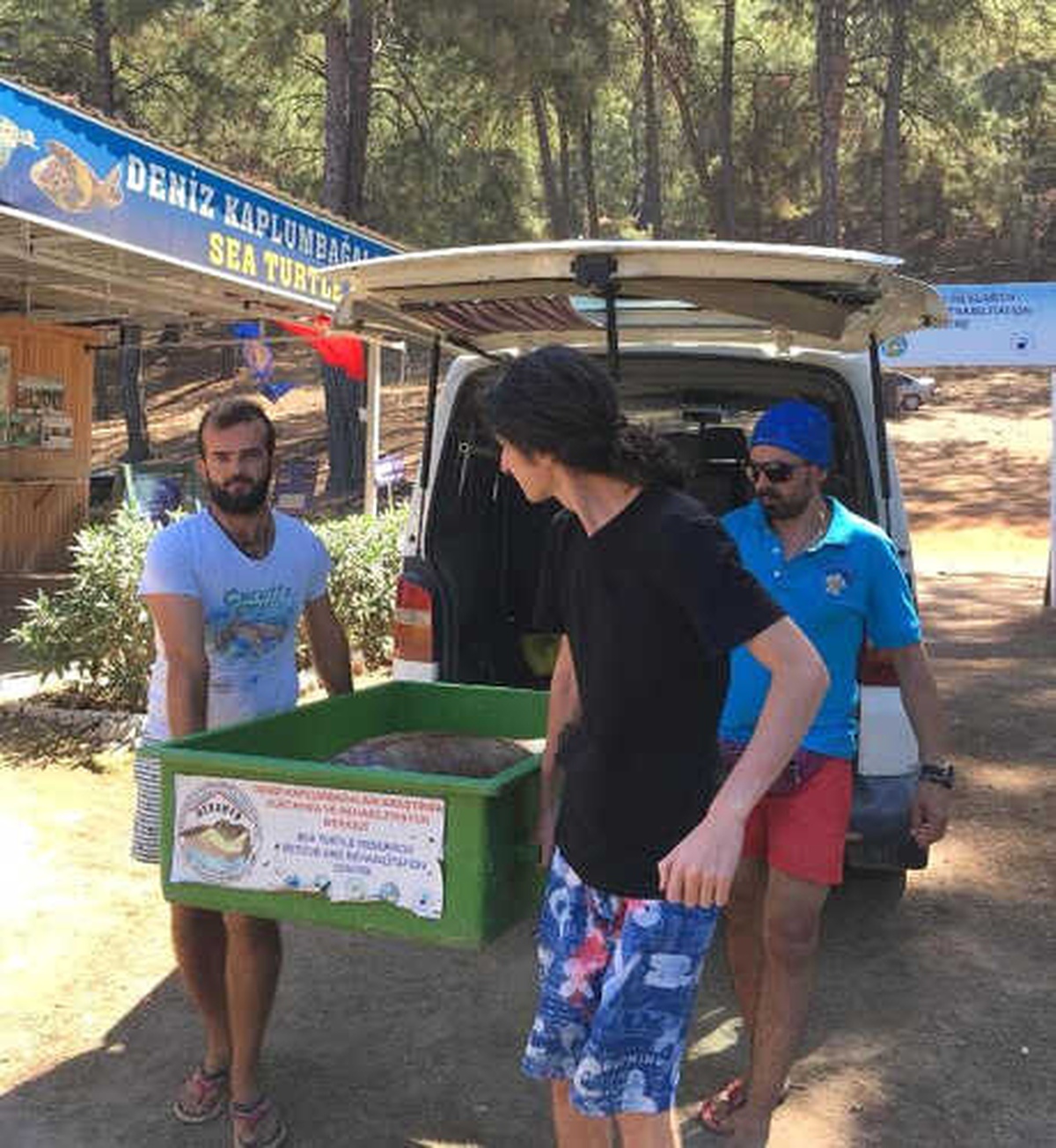 Dalyan Kanalı\'nda Ölü Caretta Caretta Bulundu