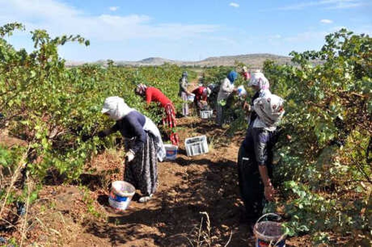 İhraç Edilen Şaraplık Üzümlerin Hasadına Başlandı