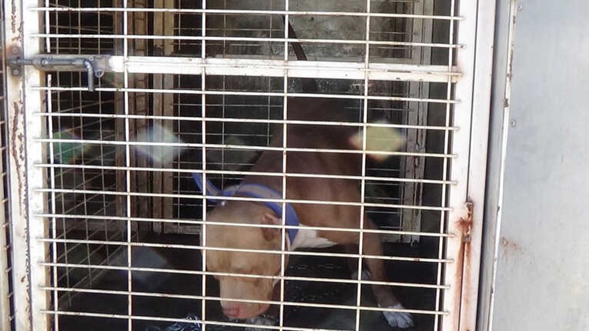 İnegöl\'de Pitbull Paniği
