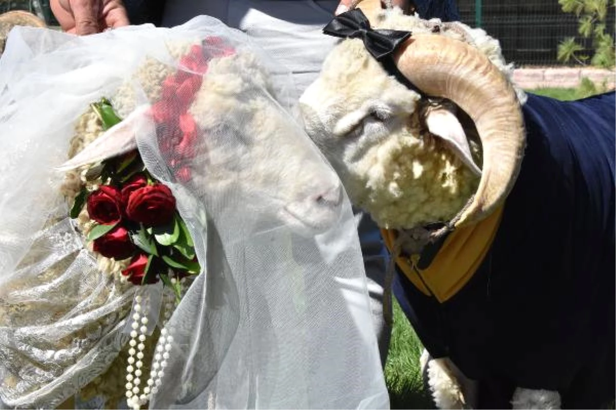 Koç ile Koyun İçin Sembolik Düğün Yaptı, Temsili Nikah Şahidi Pascal Nouma Oldu