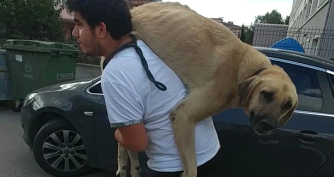 Kocaeli\'de Bir Vatandaş, Hasta Köpeği Tedavi Ettirmek İçin 500 Metre Sırtında Taşıyarak Veterinere Götürdü
