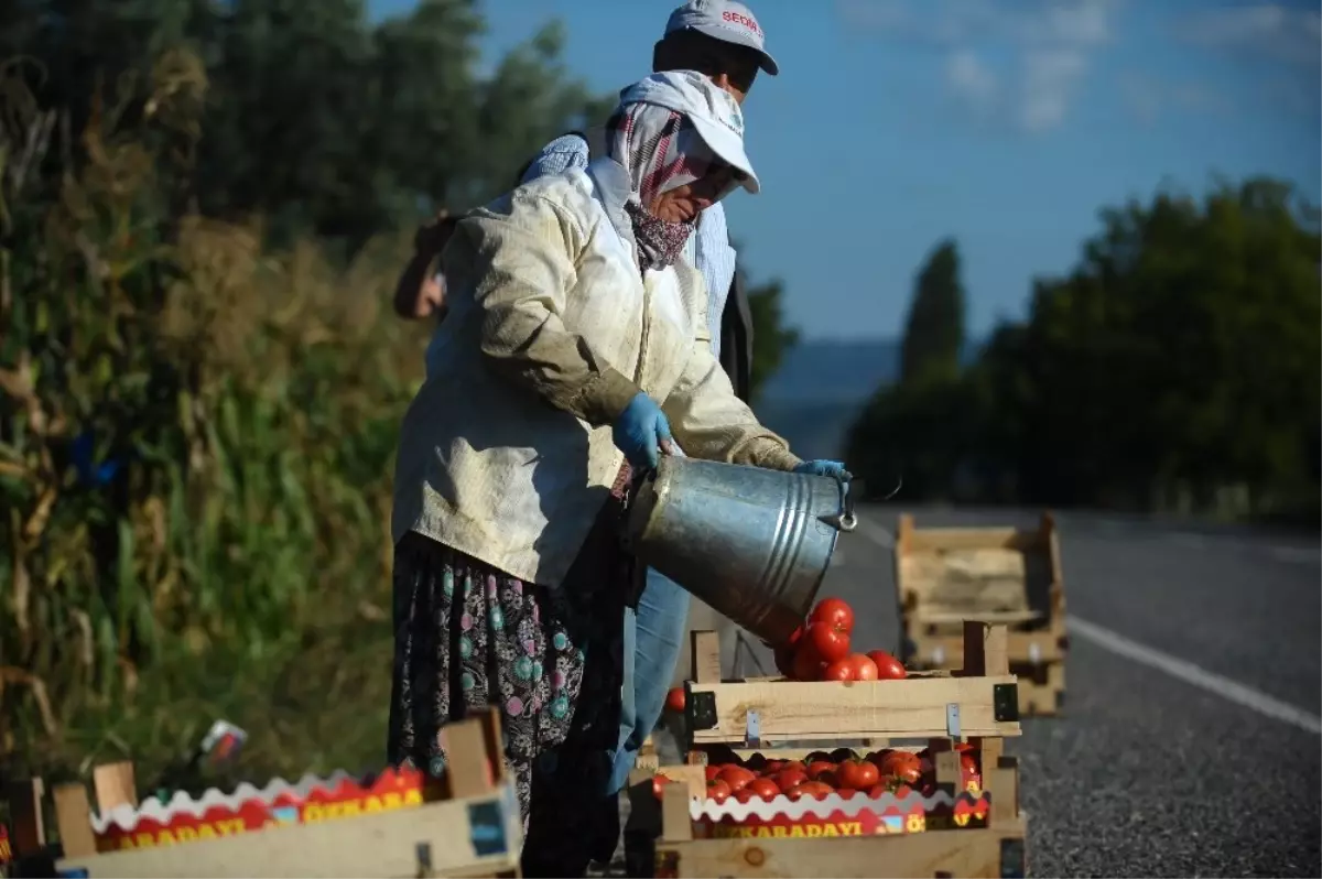 Domates Doları Solladı