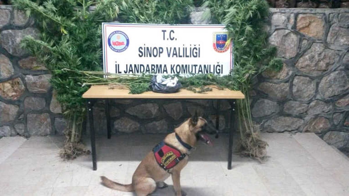 Sinop\'ta Esrar Operasyonu