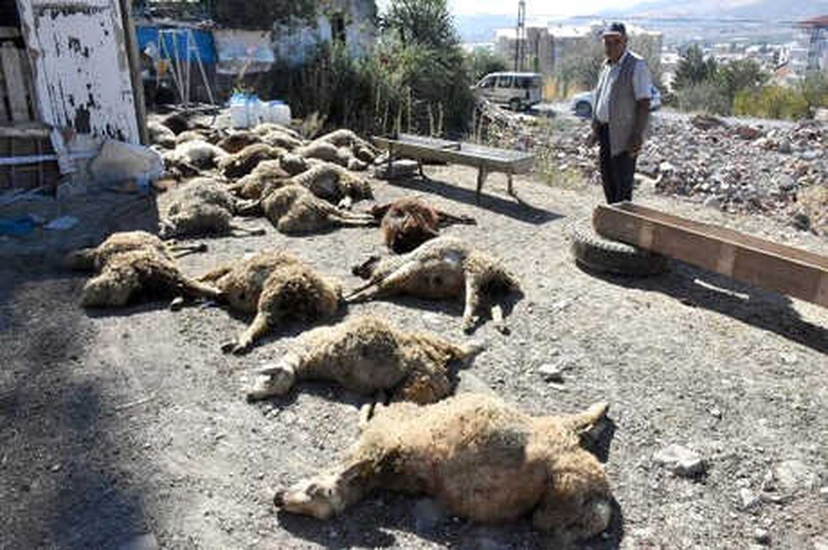Sokak Köpekleri, Ahırdaki 25 Küçükbaşı Telef Etti
