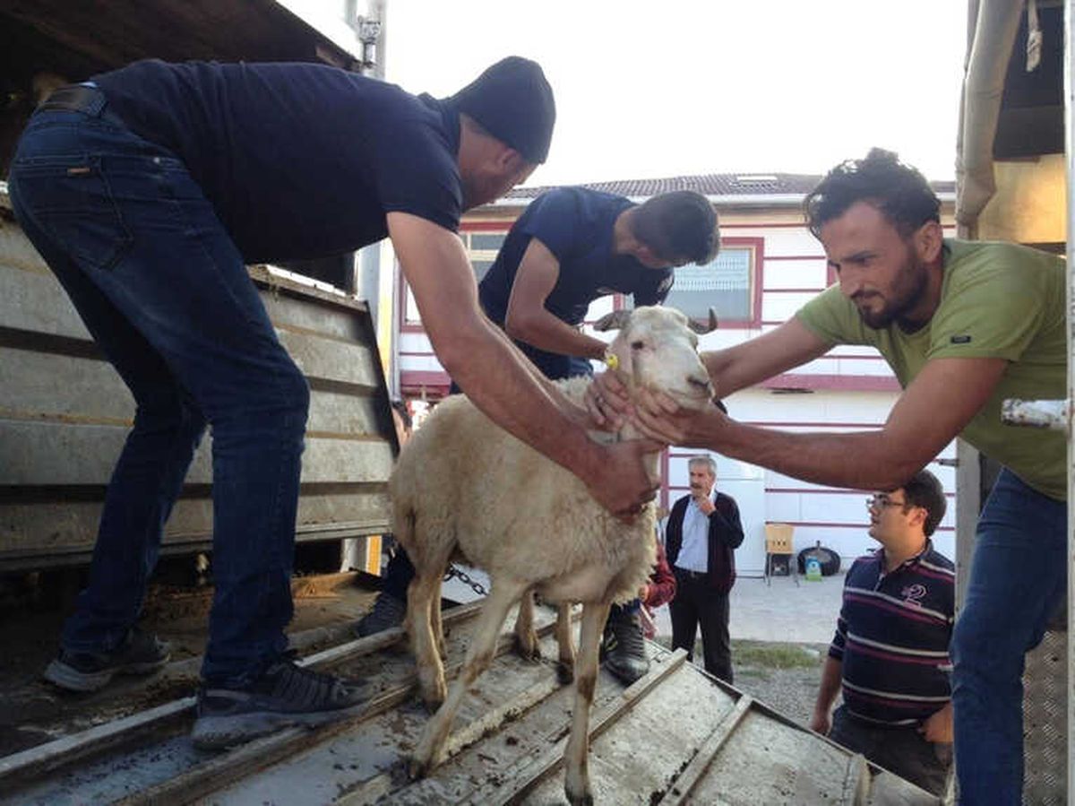 Tosya\'da Genç Çiftçilere 96 Koyun 6 Koç Dağıtıldı
