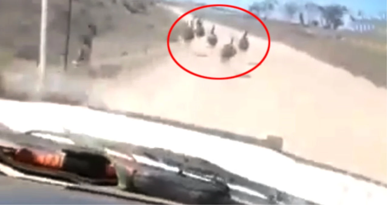 Avustralya\'da Cani Sürücü, Devekuşlarını Ezip Sevinç Çığlıkları Attı! Dehşet Anları Kamerada